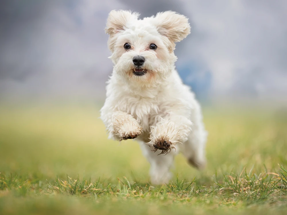  “うちの子っぽい”ってこういうこと｜犬グッズに感じる“ちょっと違う”を解決する方法