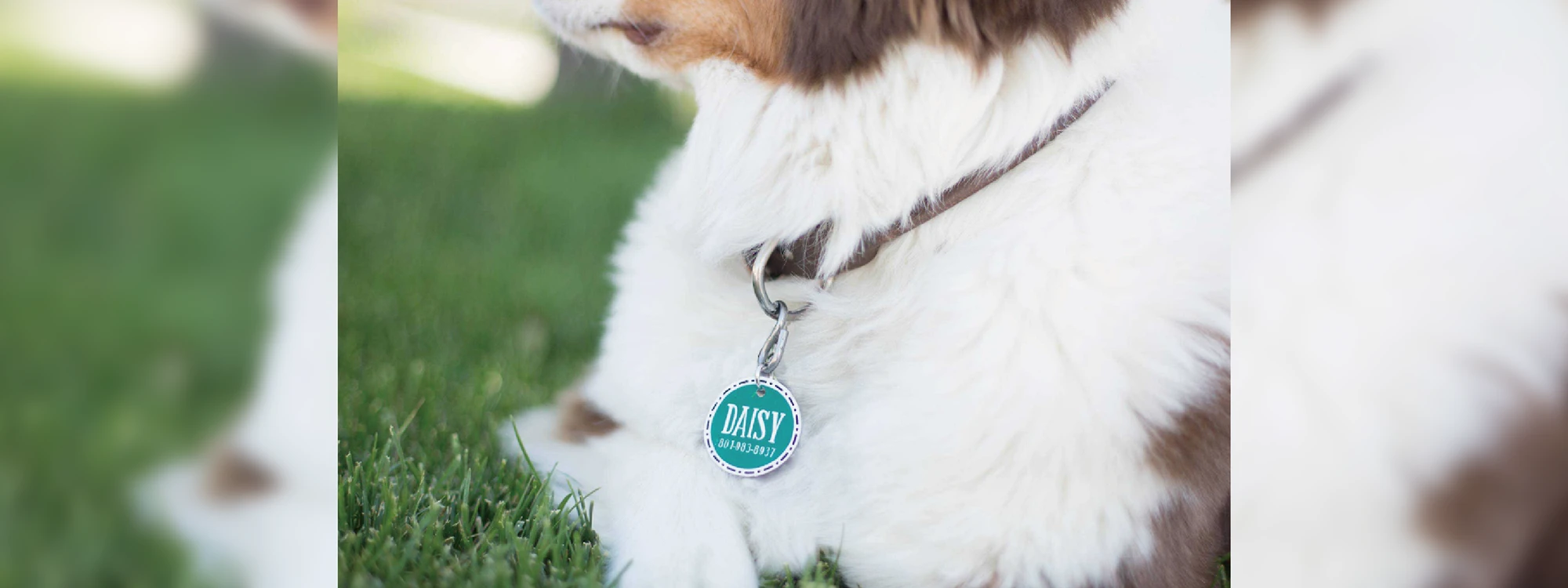 ペットの首輪についているネームタグ