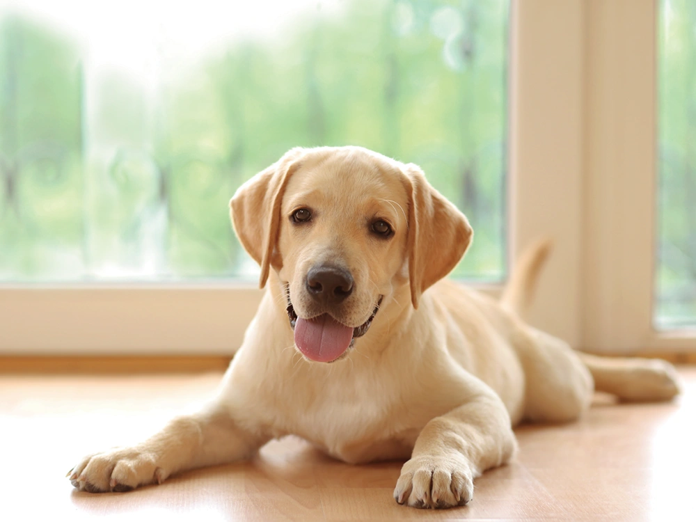 犬がリビングでくつろいでいる様子